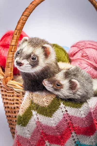 Two ferrets sitting in a basket — Stock Photo, Image