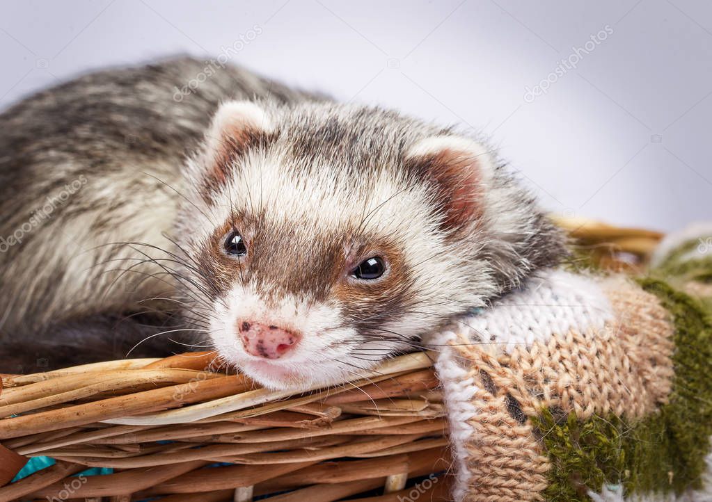 Ferret sitting in a basket