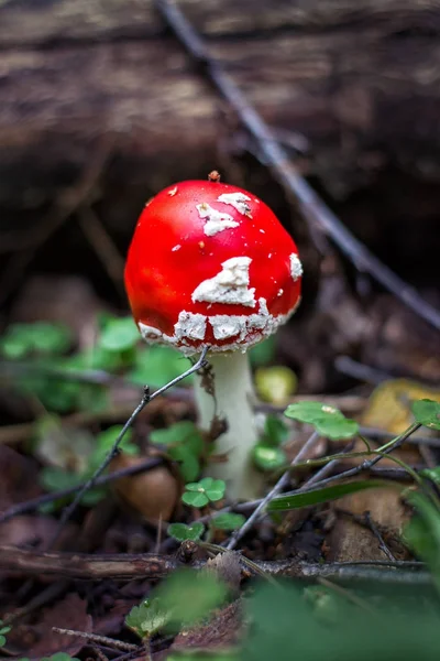 Jasně červené divoké jedovatá Muchomůrka houby — Stock fotografie