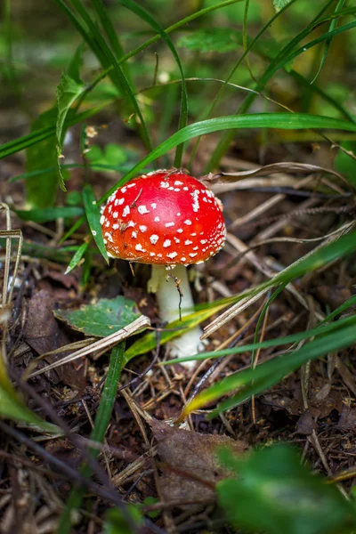 Parlak kırmızı vahşi zehirli sinek Agaric mantar