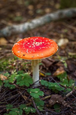 Parlak kırmızı vahşi zehirli sinek Agaric mantar