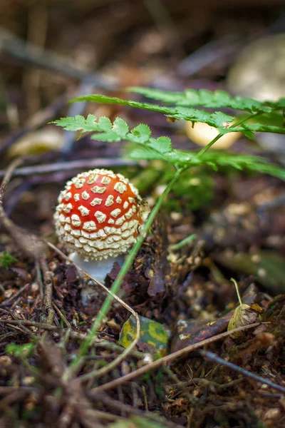 Яскраві червоні диких отруйні Мухомор гриб — стокове фото