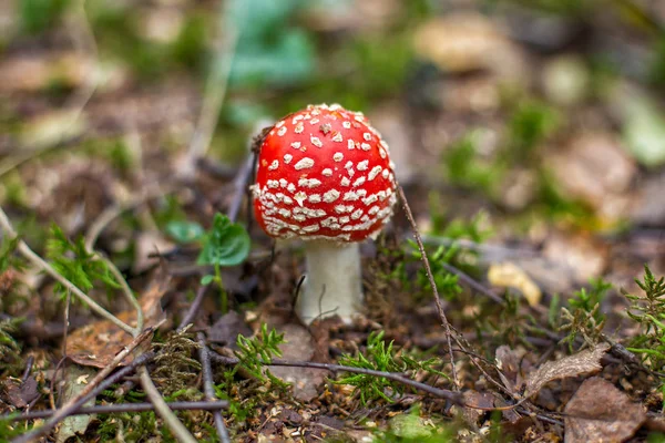 Яскраві червоні диких отруйні Мухомор гриб — стокове фото