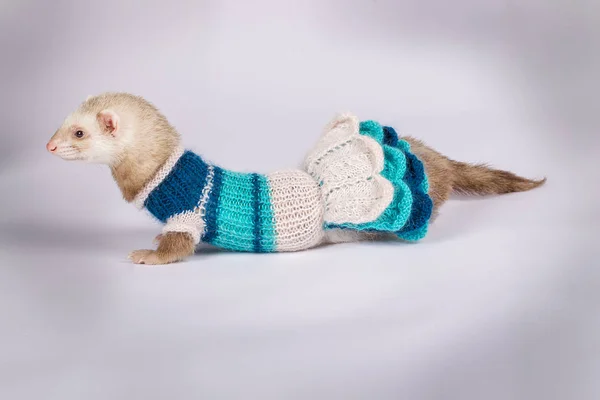 Jonge ferret gekleed — Stockfoto