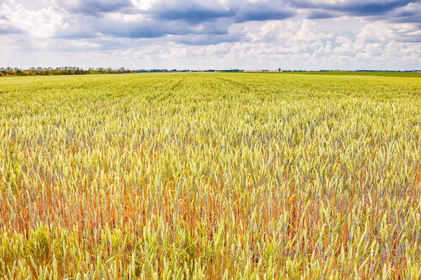 Tarweveld — Stockfoto