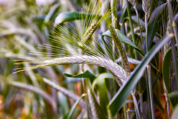 Green Pszenżyto pszenica uszy — Zdjęcie stockowe
