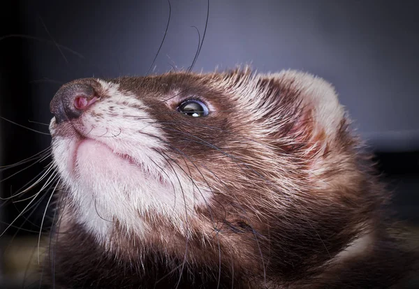 Retrato de Sable Ferret — Fotografia de Stock