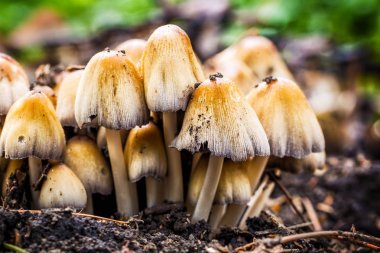 Mika kap yabani mantar. Coprinus micaceus.