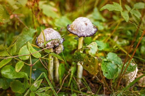 Cogumelo selvagem Mica cap. Coprinus micaceus . — Fotografia de Stock