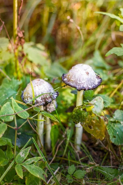 Miki cap dzikie mushroom. Czernidłak micaceus. — Zdjęcie stockowe