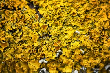 Ağaç üzerinde sarı liken