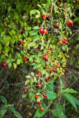 Rose hips bush