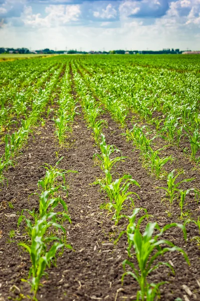 Yeşil mısır tarlası — Stok fotoğraf