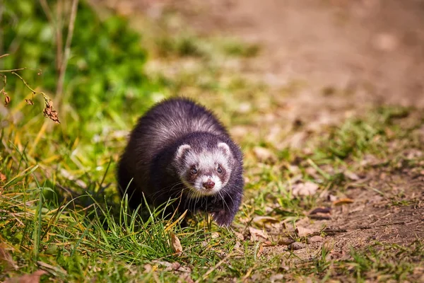 The ferret walks in the park — Stock Photo, Image