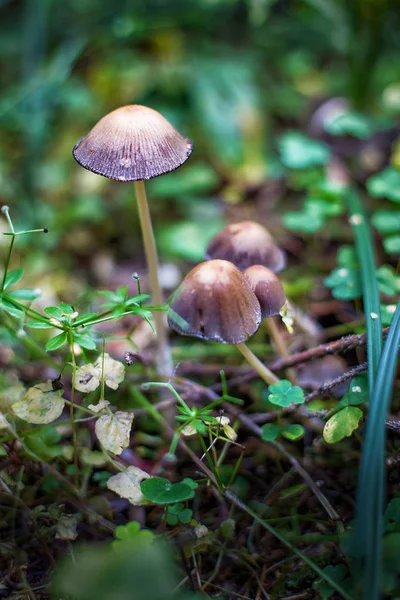 Mica cap fungo selvatico. Coprinus micaceus . — Foto Stock