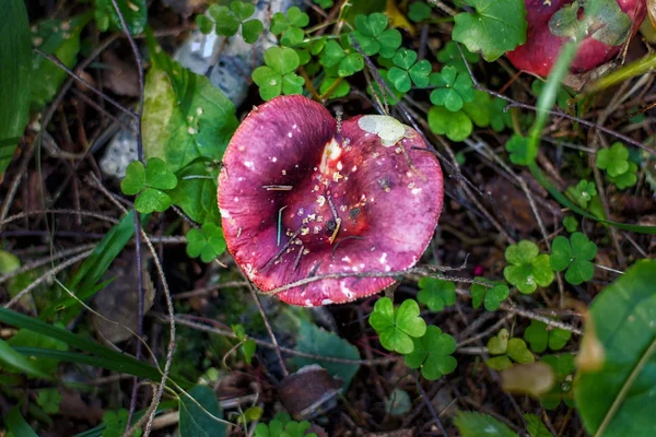 Purple cap russule — Stockfoto