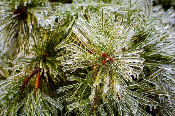 Icy pine tree in winte — Stock Photo, Image