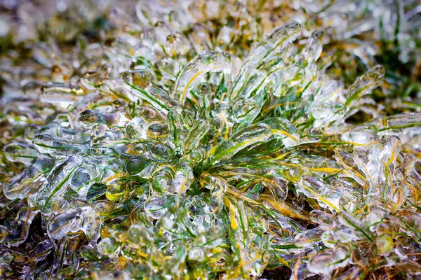 Зелена трава вкрита льодом — стокове фото