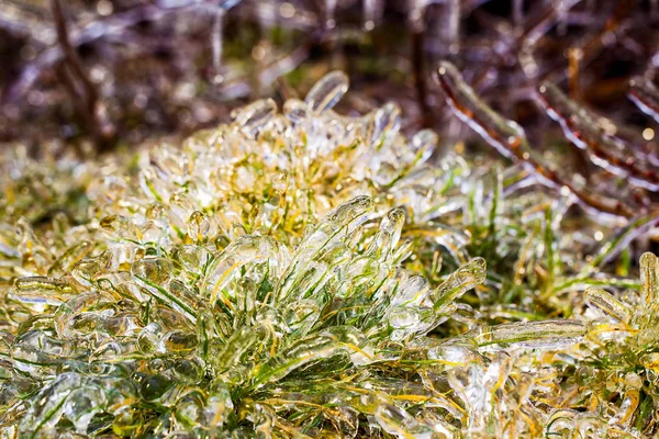 Grönt gräs täckt med is — Stockfoto