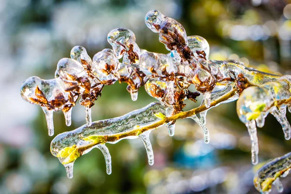 Zweige mit Eis bedeckt — Stockfoto