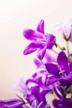 küçük çan çiçeği çiçek