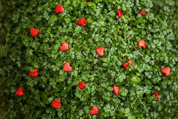 Små röda hjärtan på det gröna gräset — Stockfoto