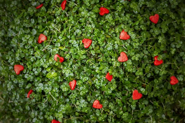 Cuoricini rossi sull'erba verde — Foto Stock