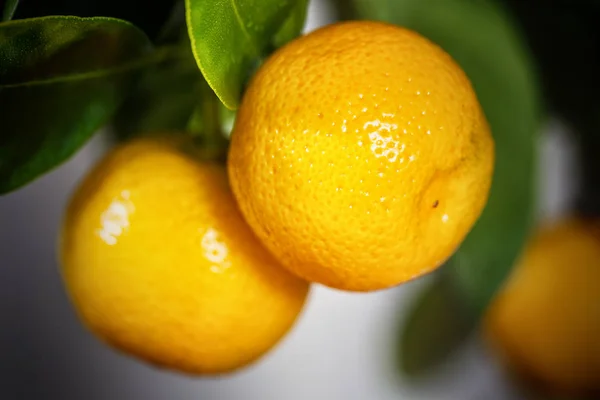 Λεμόνι φρούτων, εσπεριδοειδών cmall. — Φωτογραφία Αρχείου