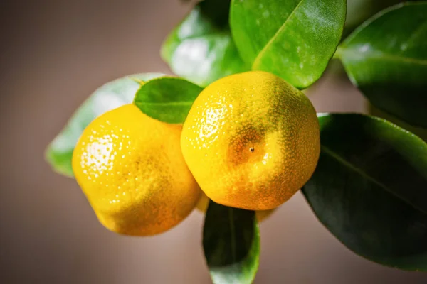 CALAMONDIN frukter, cmall citrus. — Stockfoto