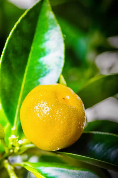 CALAMONDIN frukter, cmall citrus. — Stockfoto