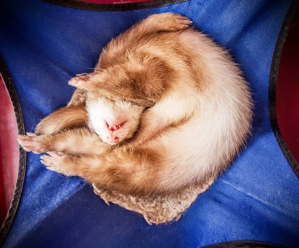 Симпатичный спящий хорек — стоковое фото