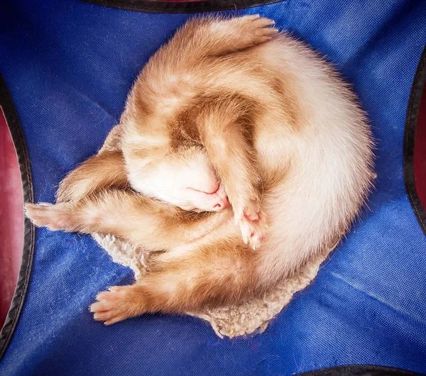 Lindo hurón dormido —  Fotos de Stock