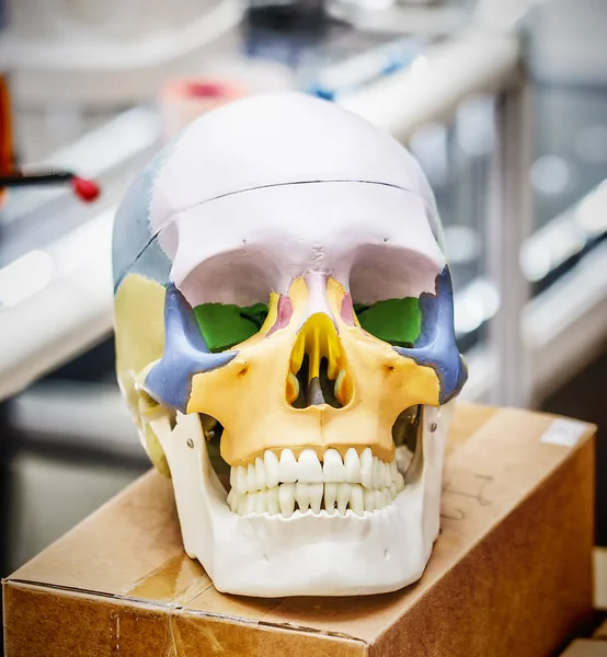 Modello anatomico del cranio umano — Foto Stock