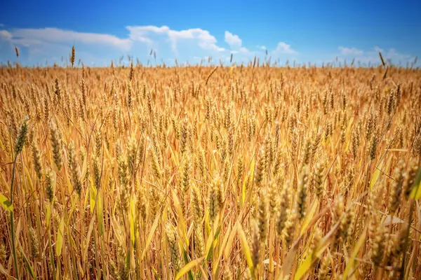 Gouden tarweveld — Stockfoto