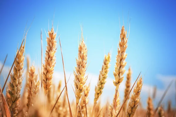 Campo di grano dorato — Foto Stock