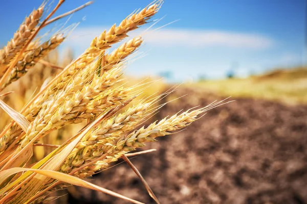 Campo di grano dorato — Foto Stock