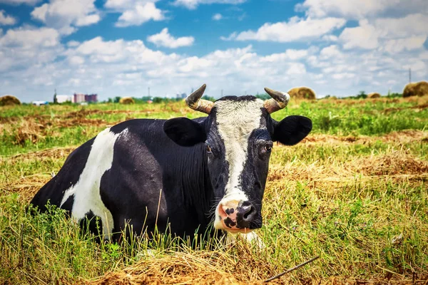Schöne Kuh auf dem Feld — Stockfoto