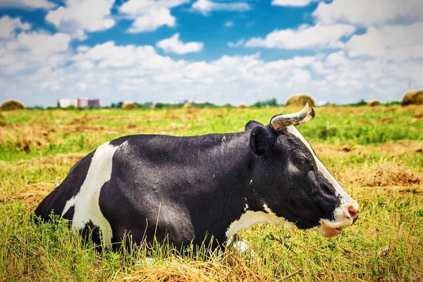 Schöne Kuh auf dem Feld — Stockfoto