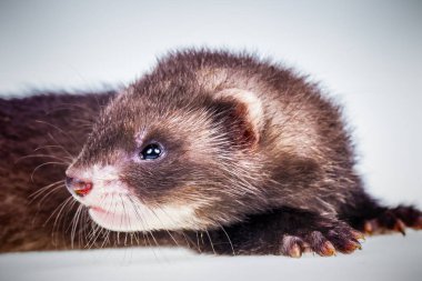 Gelincik bebek beyaz arka plan üzerinde