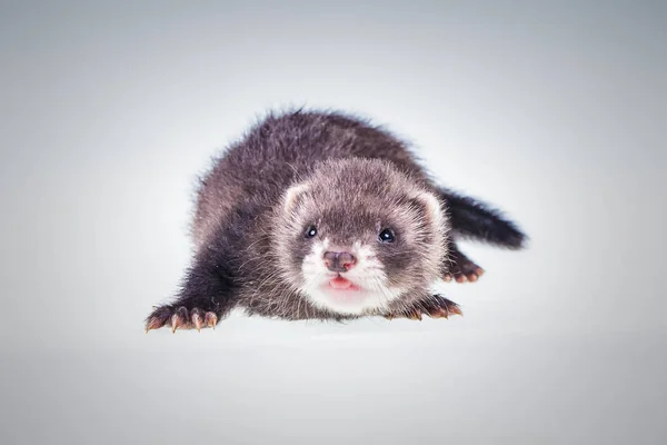 Ferret baby op witte achtergrond — Stockfoto