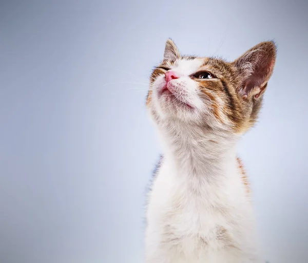 Маленький неродословный котенок — стоковое фото