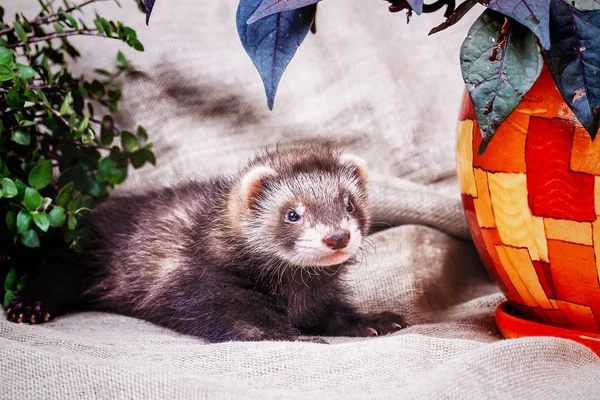 Kleine schattige ferret jongen — Stockfoto