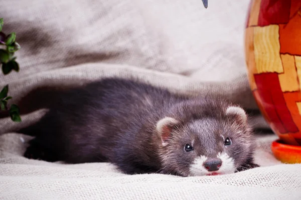 小さなかわいいフェレットの子供 — ストック写真