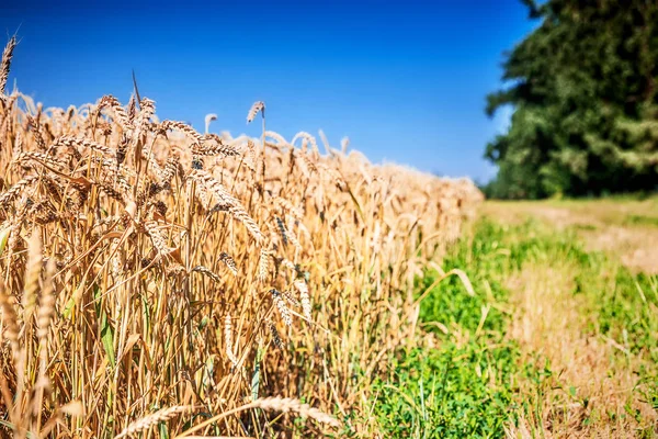 Gouden tarweveld — Stockfoto