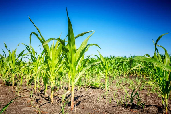 Campo de maíz verde joven — Foto de Stock