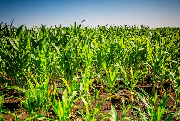 Giovane campo di mais verde — Foto Stock