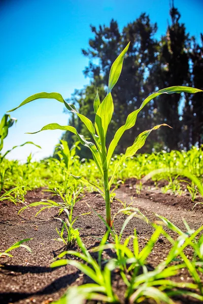 Campo de maíz verde joven — Foto de Stock