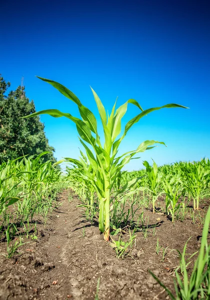 Молодая зеленая кукуруза — стоковое фото