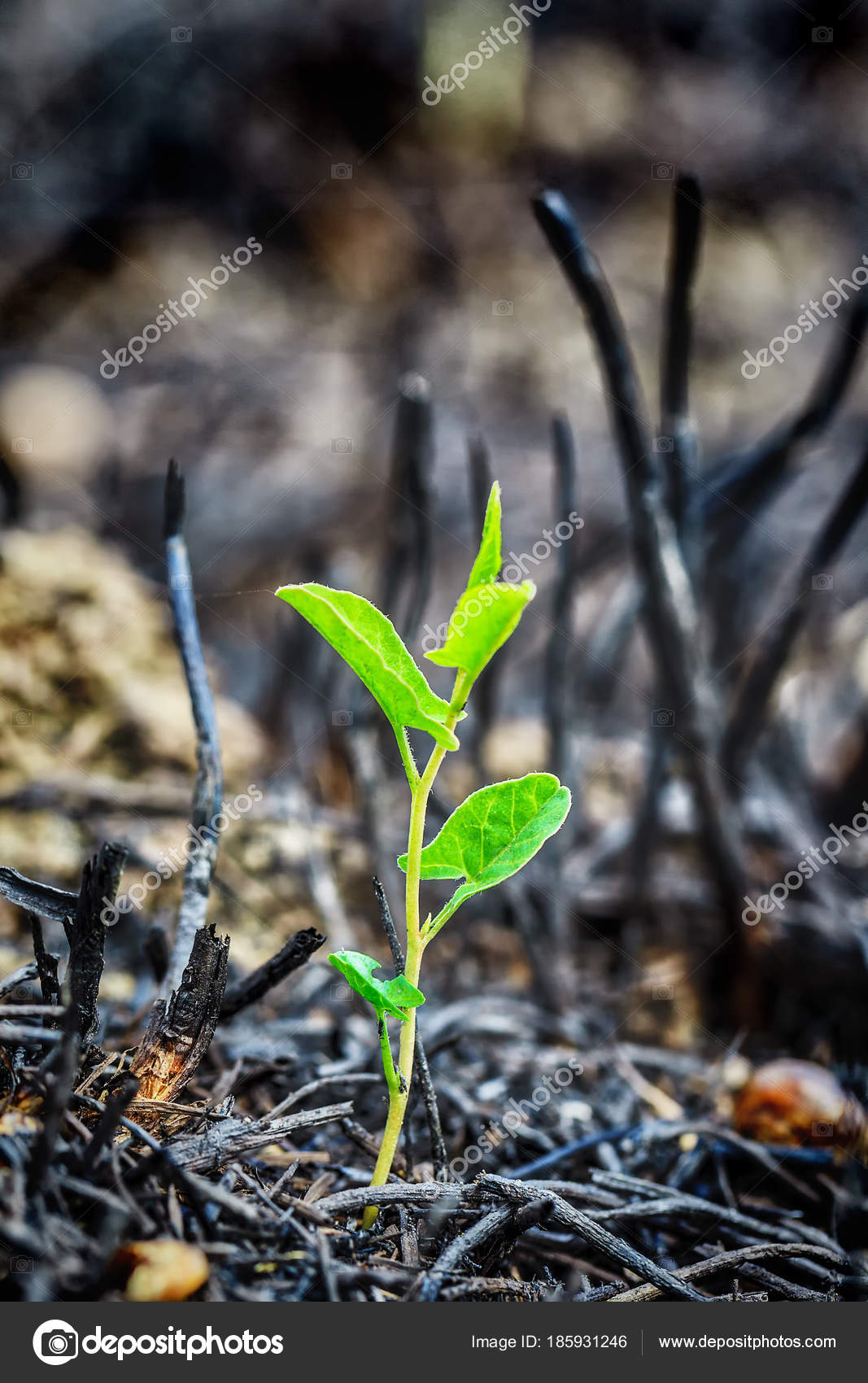 Young green sprout after fire. ??? Stock Photo, Image by ?? bozhdb 185931246