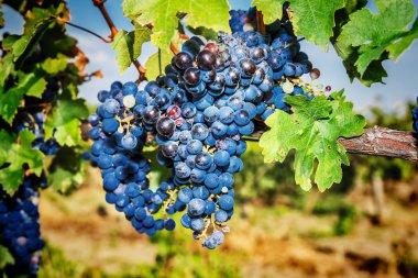 Bir sürü kırmızı şarap üzümü.